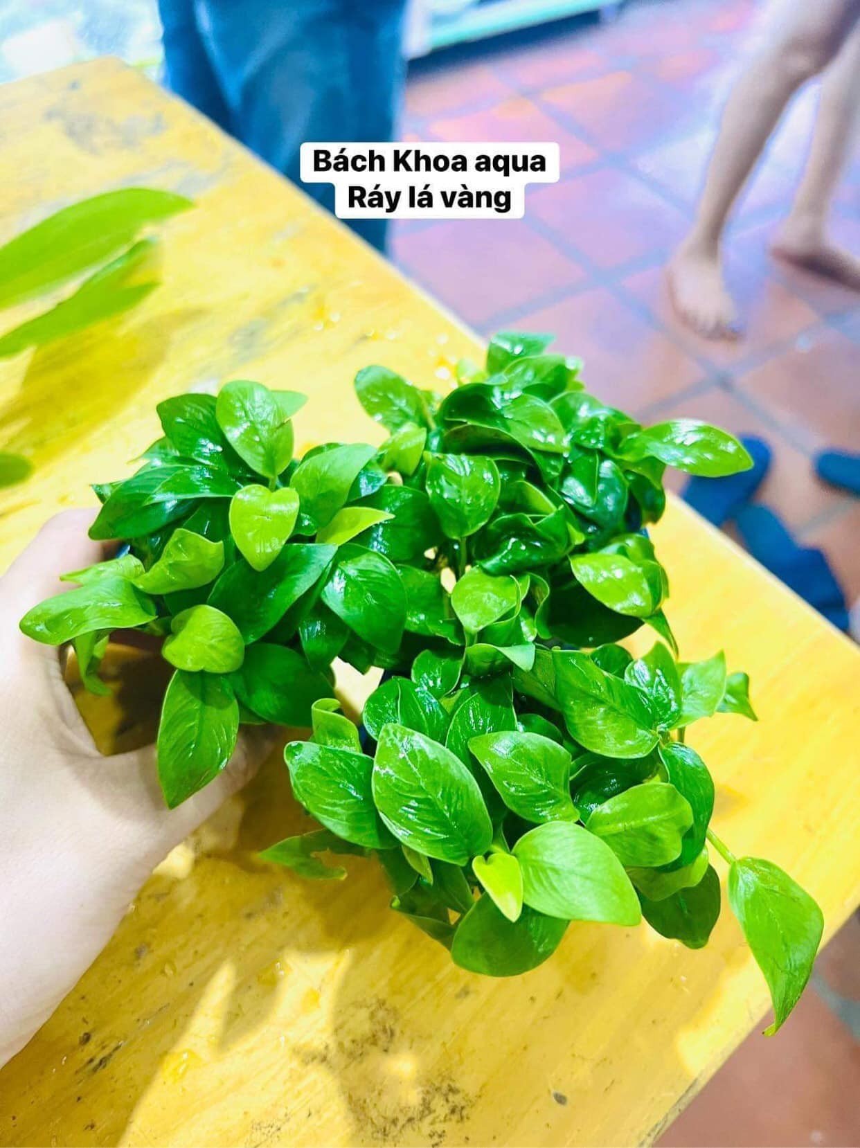 Ráy lá vàng